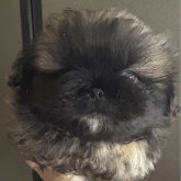 ペキニーズ