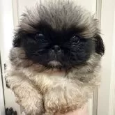 ペキニーズ