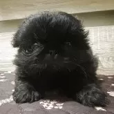 ペキニーズ