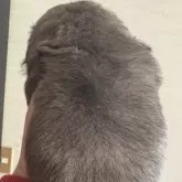 ペキニーズ【三重県・男の子・2025年10月23日・フォーン・ブラックマスク】の写真7