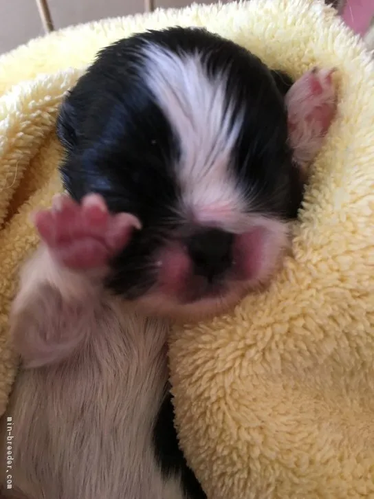 ID:1604-01584の子犬