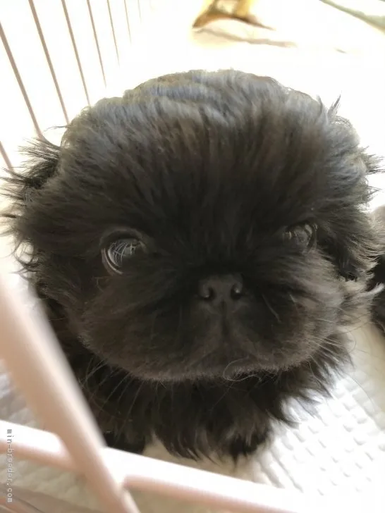 ID：1804-00656の子犬