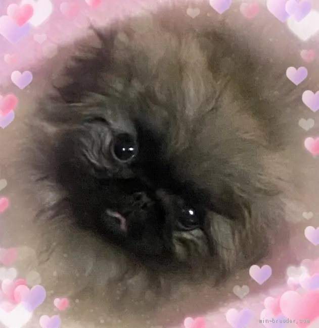 ID：2104-02610の子犬