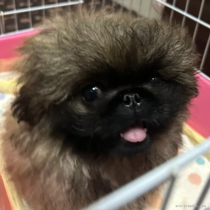 ID：2402-05123の子犬