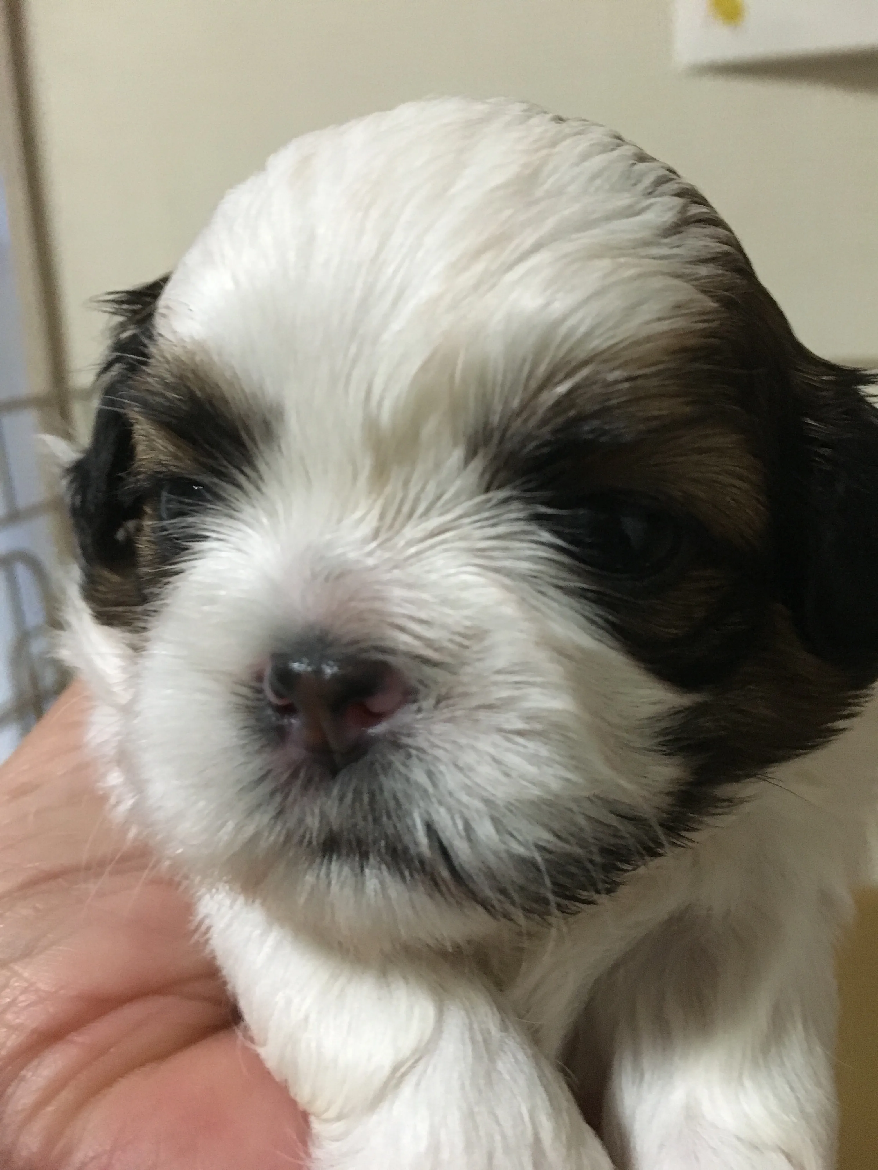 ID：1606-01244の子犬