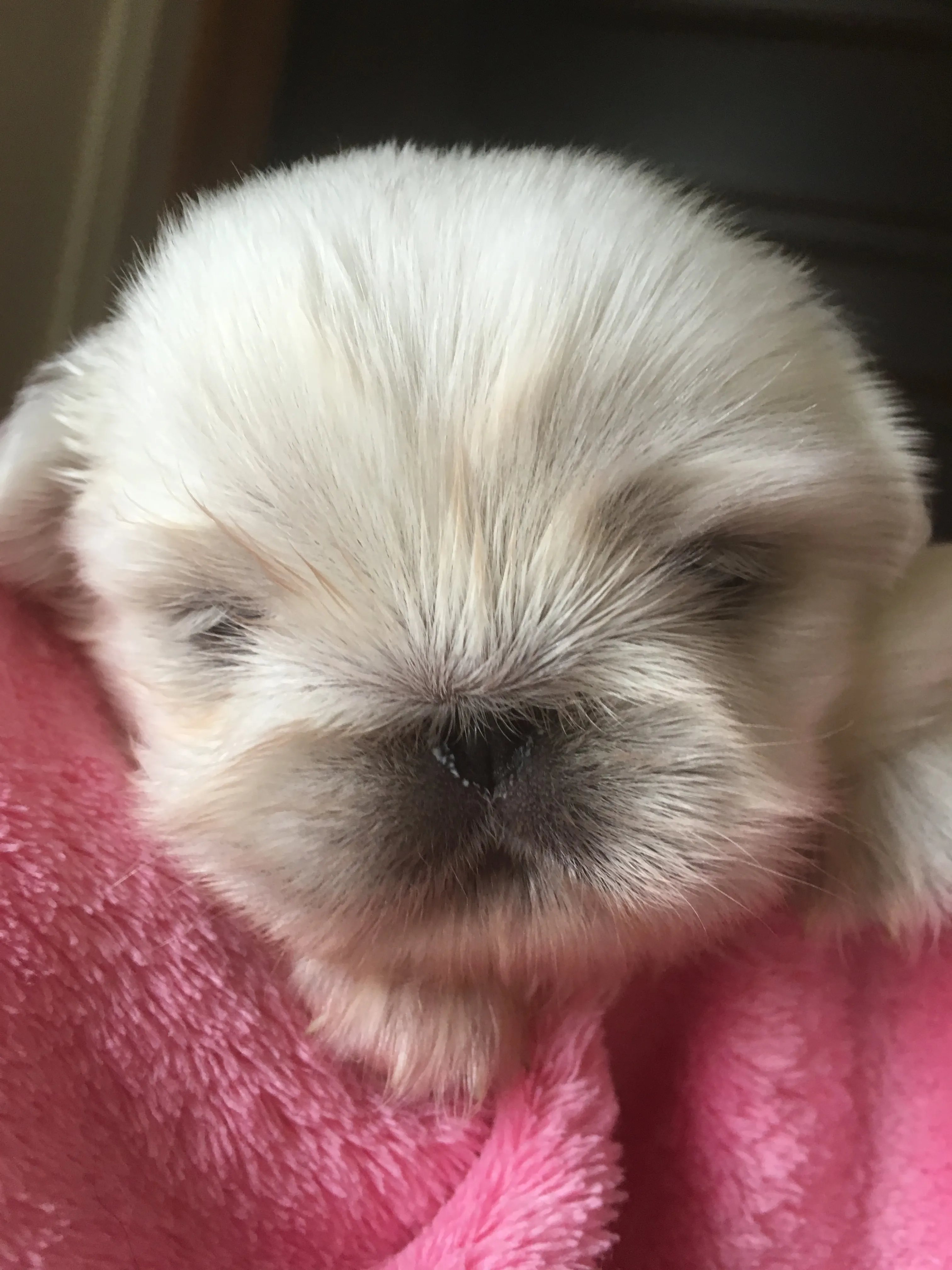 ymmama 様のお迎えした子犬