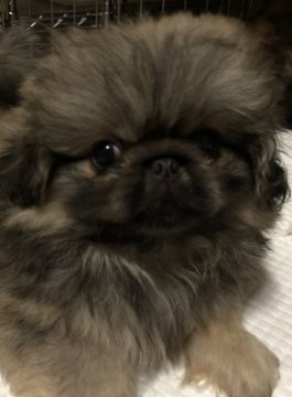 ペキニーズ【三重県・男の子・2018年6月6日・フォーン】の写真「8種ワクチンも接種済み🐾」