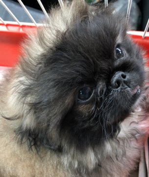 ペキニーズ【三重県・女の子・2018年7月14日・フォーン・ブラックマスク】の写真「フワッフワです😍」