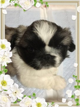 ペキニーズ【三重県・男の子・2017年4月11日・フォーン・ホワイト】の写真「ぉ値段訂正致しました(๑´∀`๑)」」