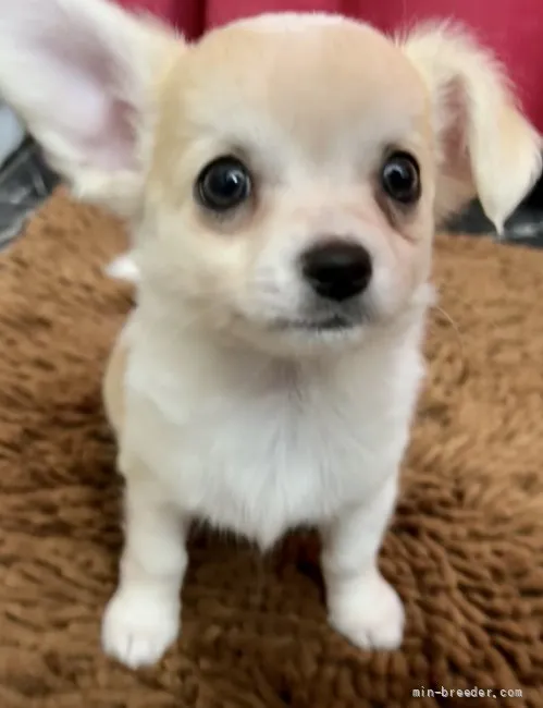 ID:2112-00875の子犬