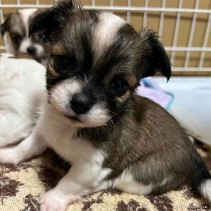 ID:2207-04738の子犬