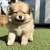 ポメチワ(チワワ×ポメラニアン)【静岡県・女の子・2025年9月29日・オレンジ】の写真3