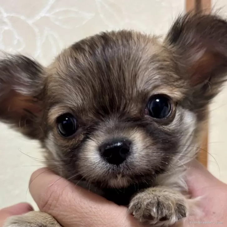 ID:2501-00540の子犬