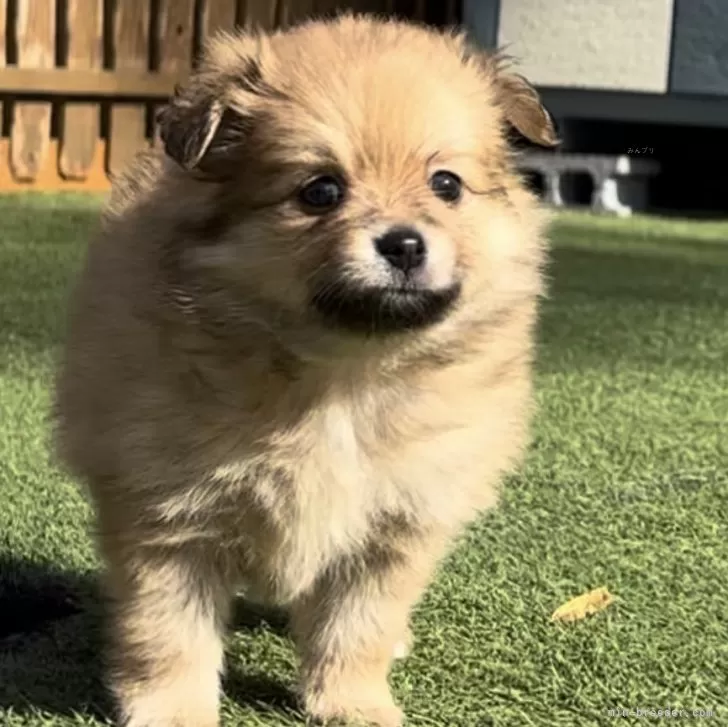 ポメチワ(チワワ×ポメラニアン)【静岡県・女の子・2025年9月29日・オレンジ】の写真1