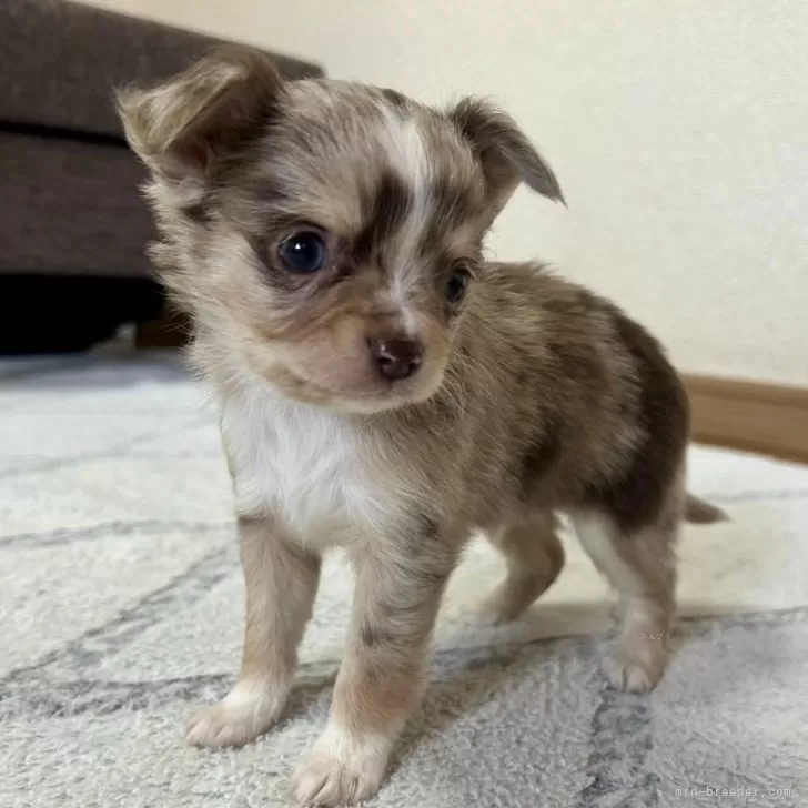 ID：2412-07485の子犬