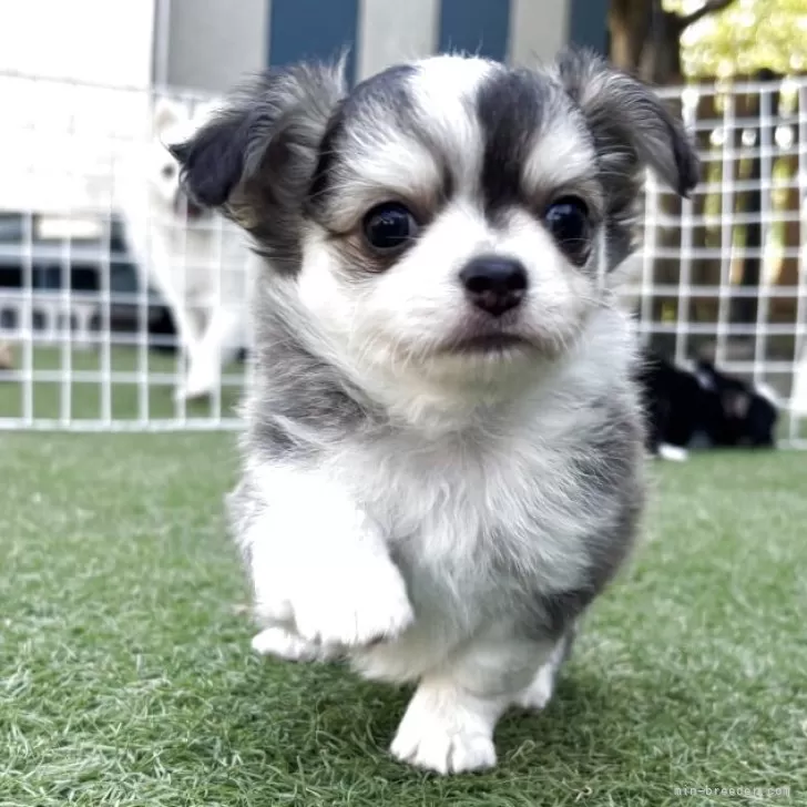 T.T 様のお迎えした子犬
