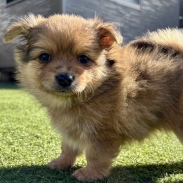 ポメチワ(チワワ×ポメラニアン)【静岡県・女の子・2025年9月29日・チョコレートマール】の写真「もふもふ✨」