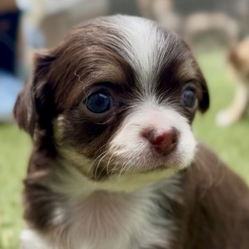 中部・東海のチワワの子犬を探す｜ブリーダー直販の子犬販売