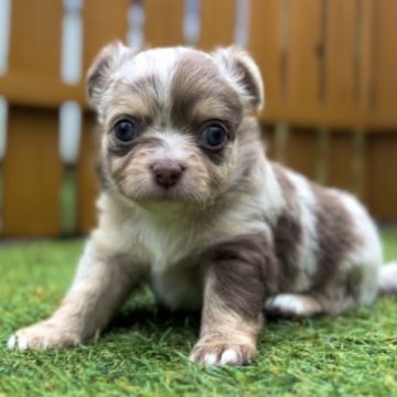 チワワ(ロング)【静岡県・男の子・2025年6月22日・チョコレートマール】の写真「瞳の色が綺麗な男の子」