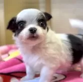 チワワ(ロング)