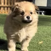 ポメチワ(チワワ×ポメラニアン)【静岡県・女の子・2025年9月29日・オレンジ】の写真1