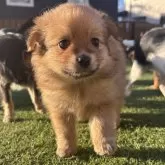 ポメチワ(チワワ×ポメラニアン)【静岡県・女の子・2025年9月29日・オレンジ】の写真1