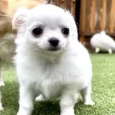 チワワ(ロング)