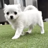 チワワ(ロング)