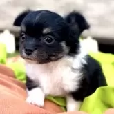 チワワ(ロング)
