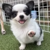 チワワ(ロング)