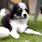 チワワ(ロング)