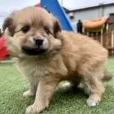 ポメチワ(チワワ×ポメラニアン)【静岡県・女の子・2025年9月29日・オレンジ】の写真14