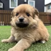 ポメチワ(チワワ×ポメラニアン)【静岡県・女の子・2025年9月29日・オレンジ】の写真12