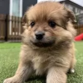 ポメチワ(チワワ×ポメラニアン)【静岡県・女の子・2025年9月29日・オレンジ】の写真9