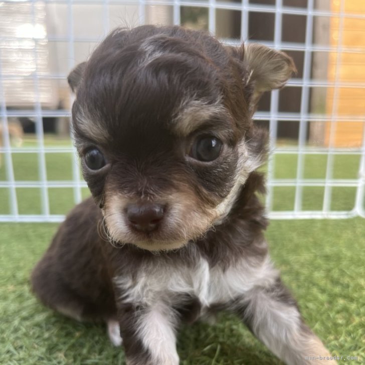 みみみ 様のお迎えした子犬