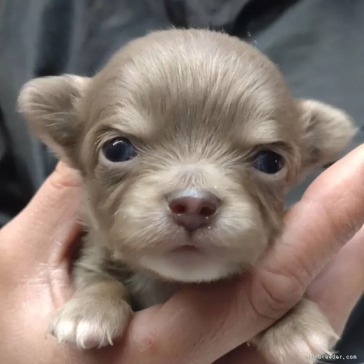 ケロコ 様のお迎えした子犬