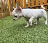 チワワ(スムース)【静岡県・女の子・2024年5月27日・パーティ】の写真3