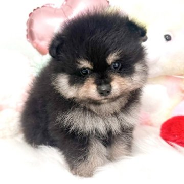 ブラック＆タンのポメラニアンの子犬を探す｜ブリーダー直販の