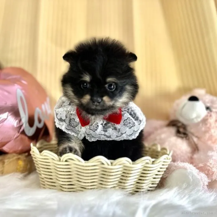 ID：2309-05824の子犬