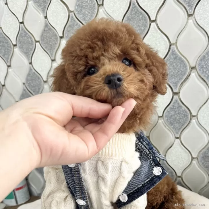 ID:2412-01809の子犬