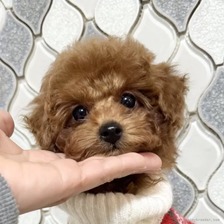 ID：2412-01885の子犬