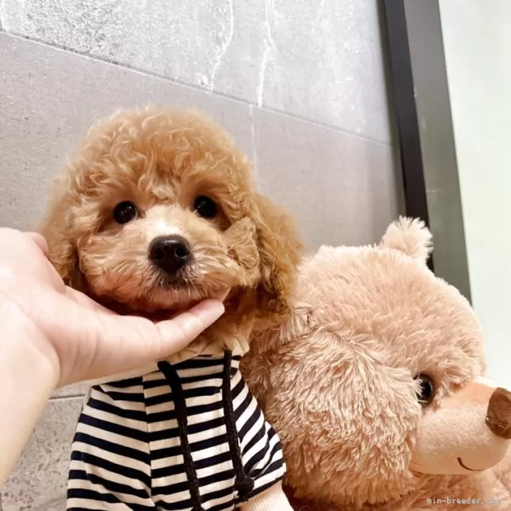 ID：2506-06161の子犬