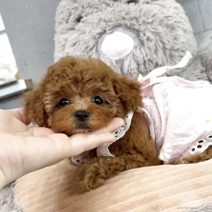 ID:2506-05789の子犬