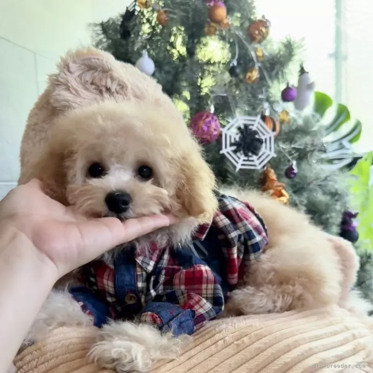 ID：2506-05822の子犬