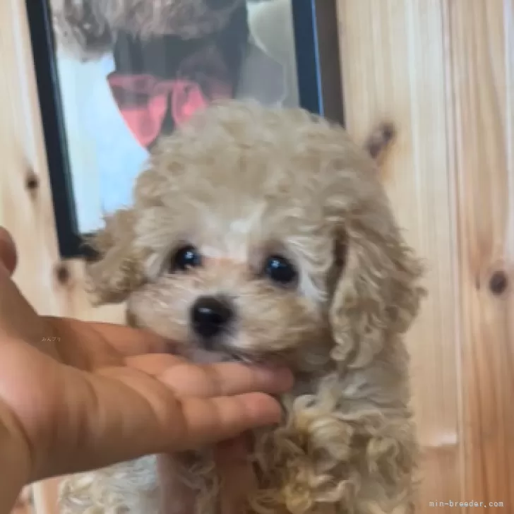 ID:2506-05786の子犬
