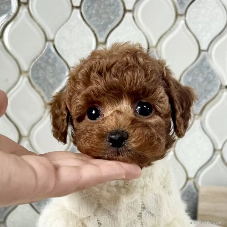 ID:2412-01697の子犬