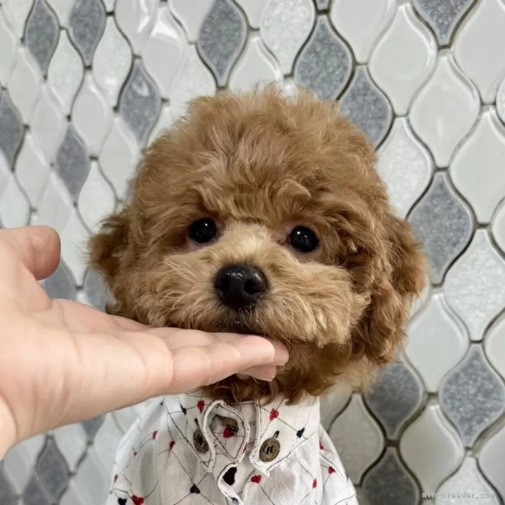ID：2412-05312の子犬
