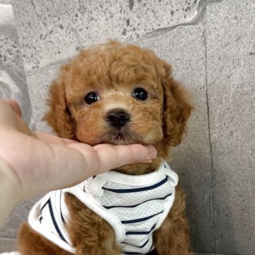 トイプードル(トイ)【大阪府・男の子・2025年5月16日・レッドフォーン】の写真「大きな甘えん坊さん🥰遺伝子３項目発症しません」