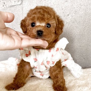 トイプードル(トイ)【大阪府・女の子・2025年5月16日・レッドフォーン】の写真「とても可愛い女の子🥰遺伝子３項目発症しません」