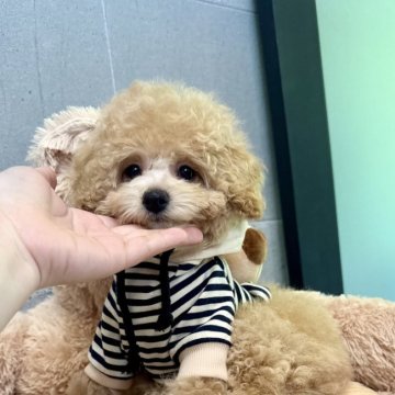 トイプードル(トイ)【大阪府・男の子・2025年5月14日・オレンジフォーン】の写真「マズル激短💕爆毛くん😊遺伝子３項目発症しません」